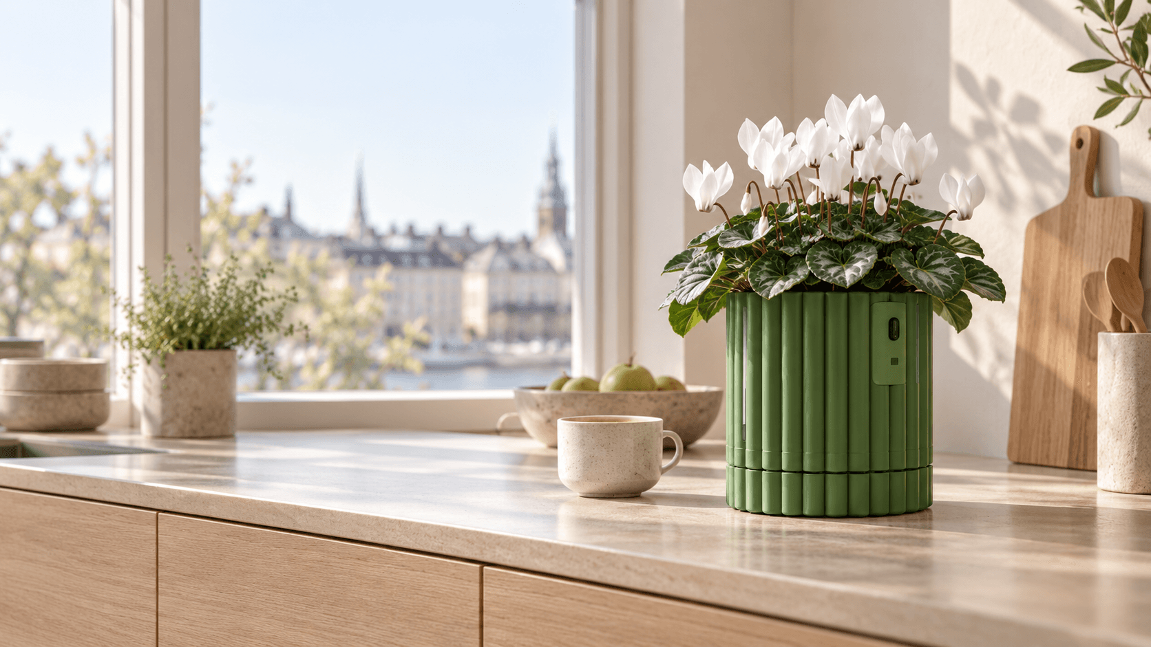 Chlora with white cyclamen in a bright kitchen
